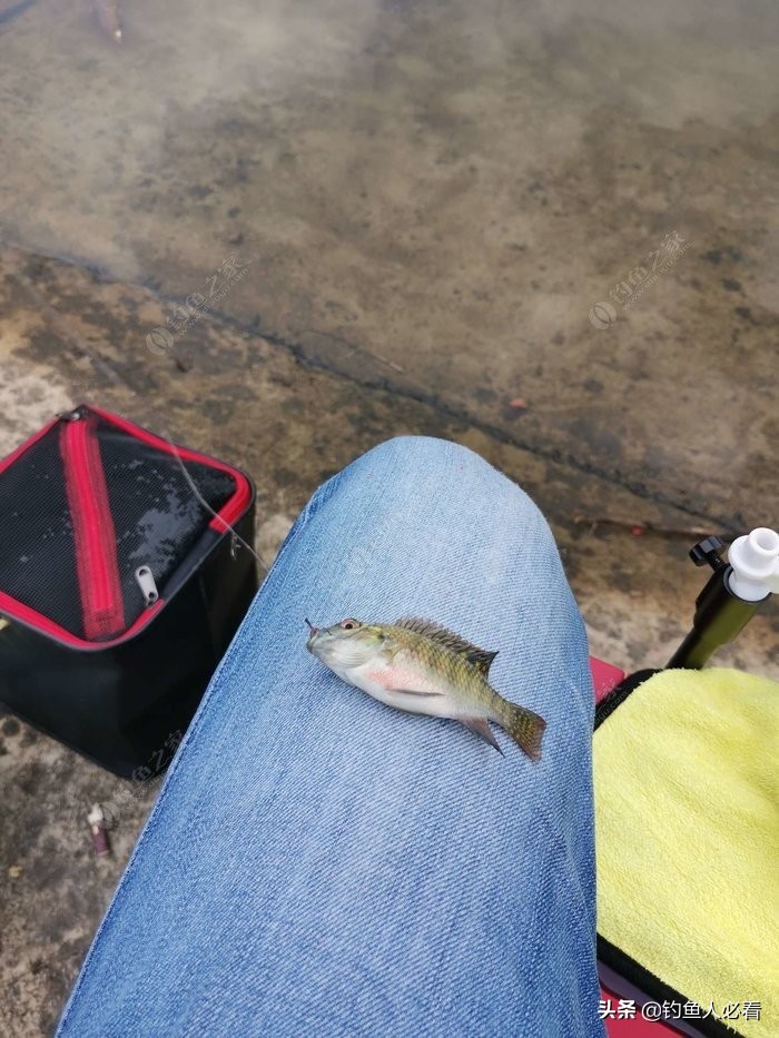 趁休假再来水库，终获大鱼一枚