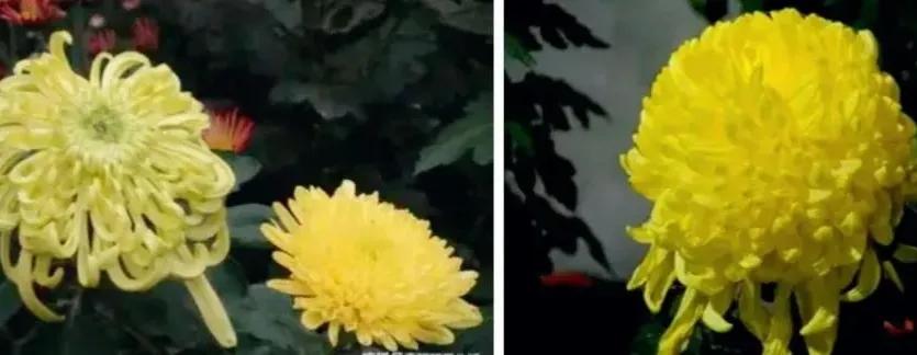 不是花中偏爱菊菊花开尽更无花,不是花中偏爱菊只是花开尽更无花