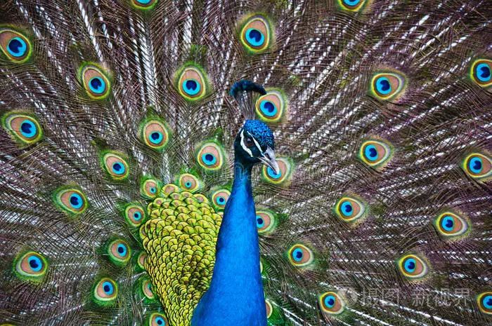 西双版纳黄猄蚁,勐远仙境丛林探险