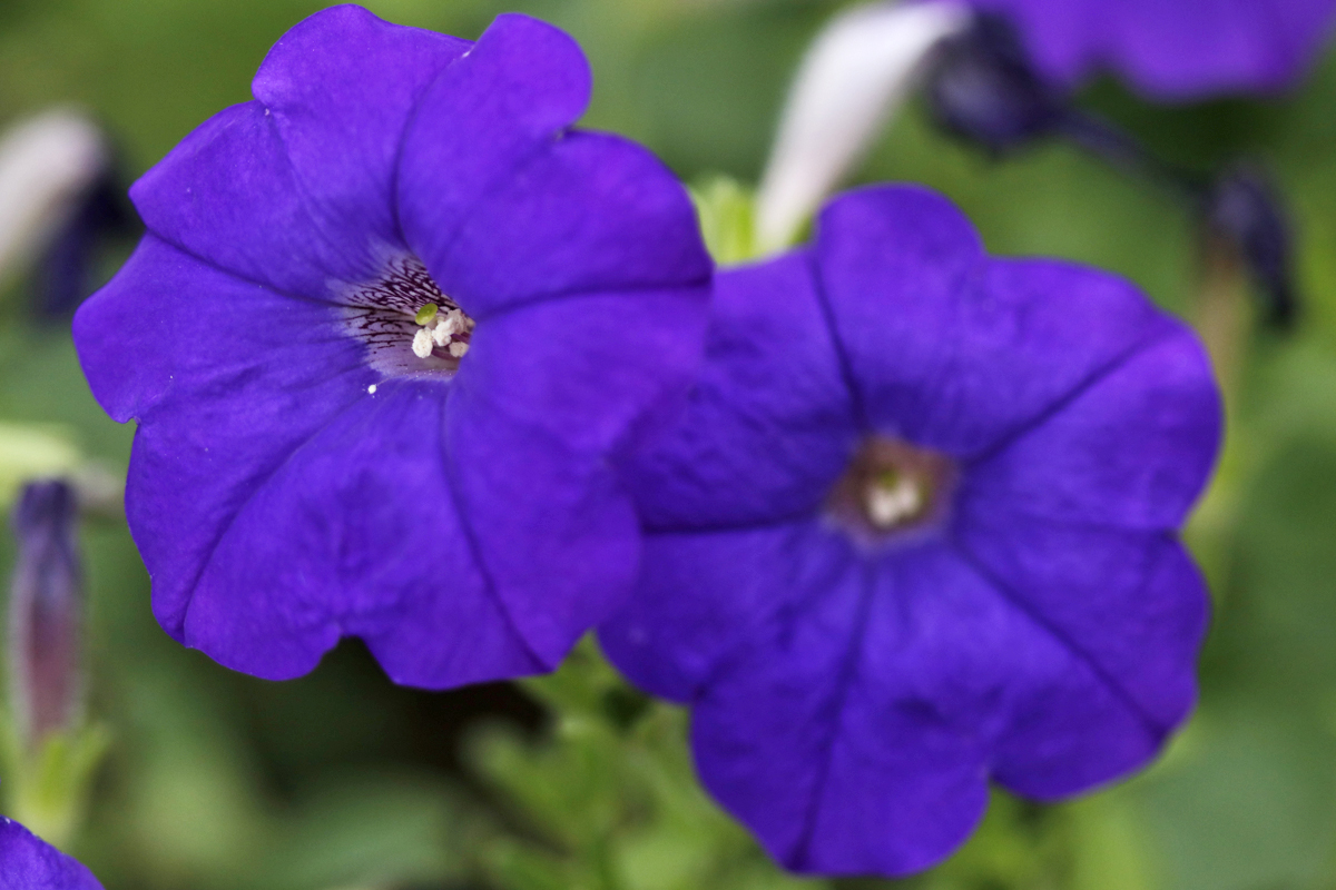 孔融少时让梨视频,孔融小时候是干什么的