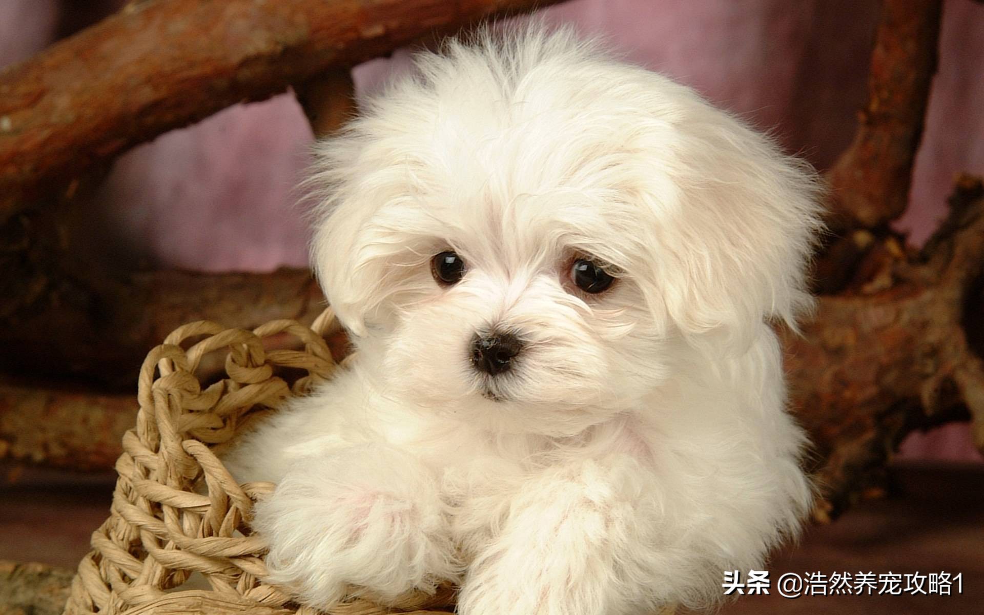 犬瘟热有什么症状和治疗方法,犬瘟热的初期症状及治疗方法