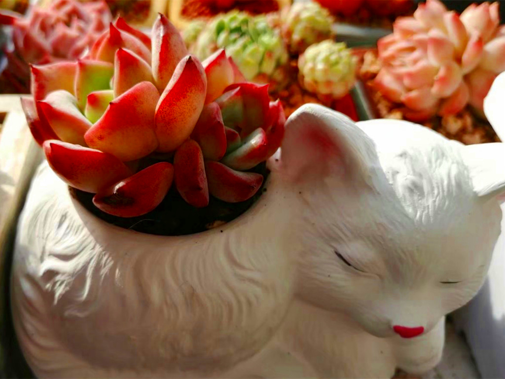 如何认清所有多肉的品种,270种常见多肉你都认识吗