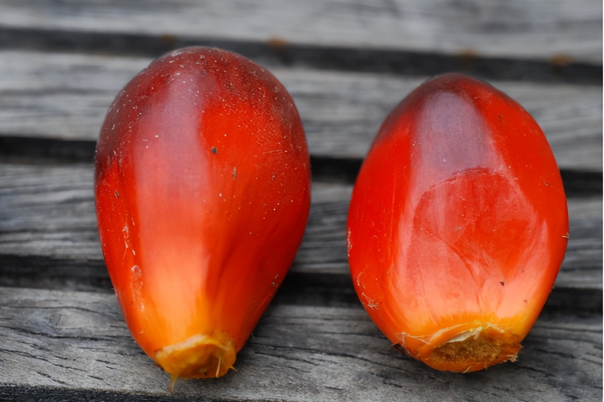 中国有一种野果子可做食物油,怎么用果子做食用油