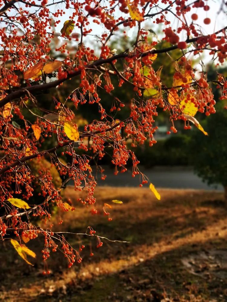 层林尽染的视频号,濮阳医专学历怎么样