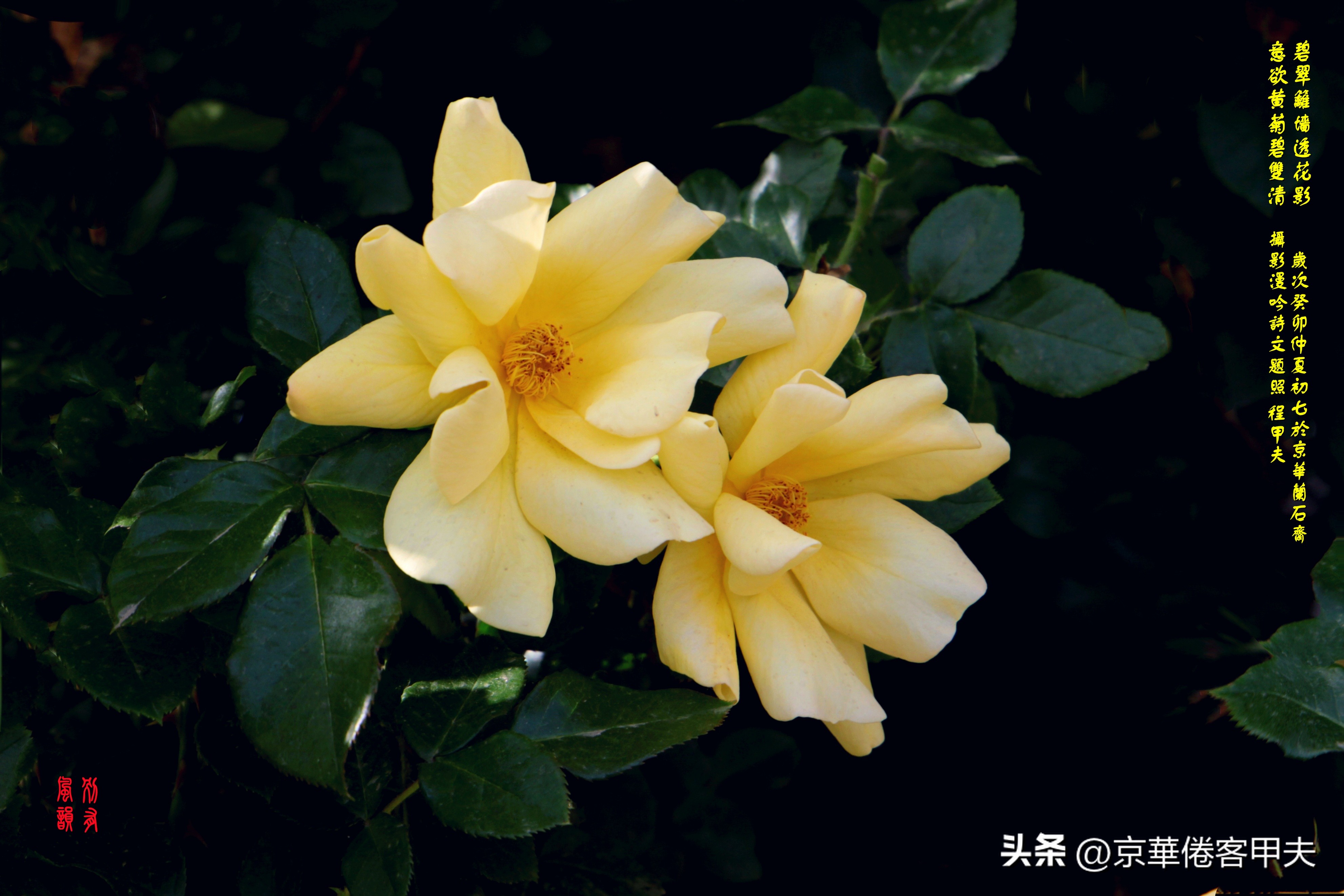 鐢插か鍘熷垱浣滃搧娆ｈ祻,鐢插か鍘熷垱