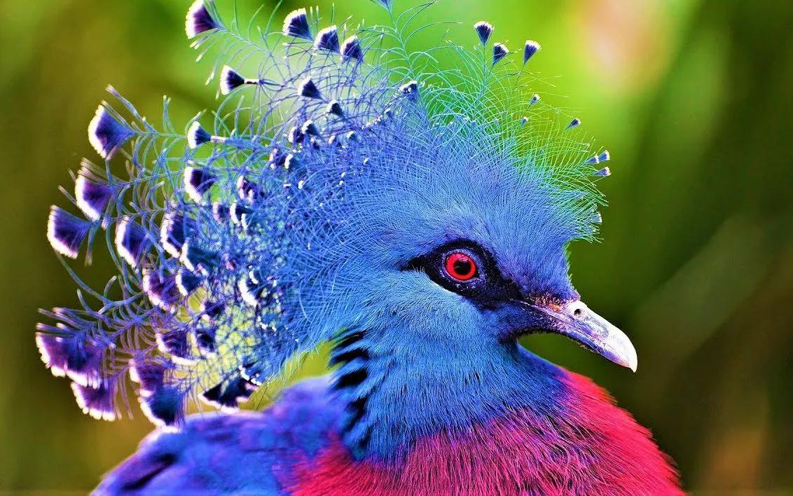 罕见绝美的小动物图片,罕见的动物有趣照片难得一见