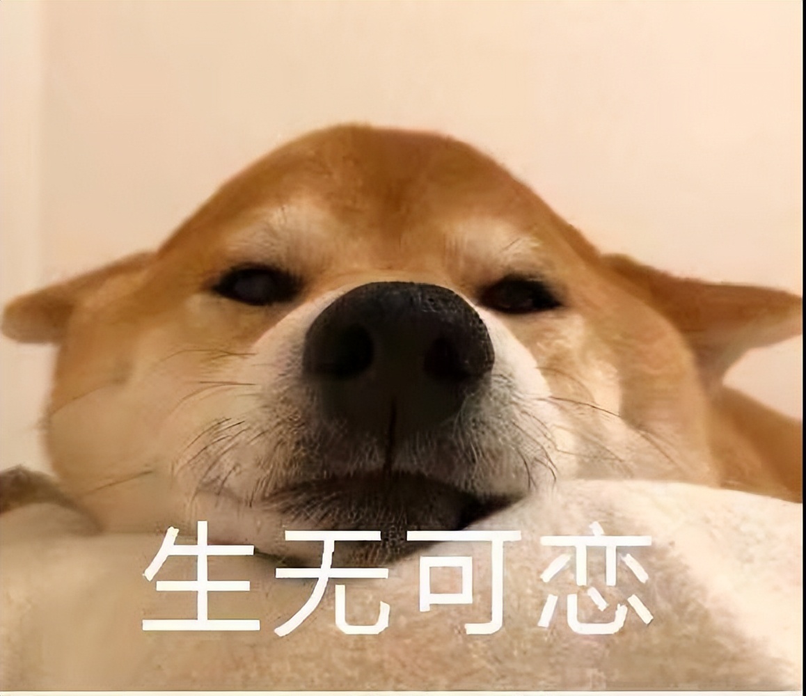 狗狗“配种”后会流血,这是正常现象吗?