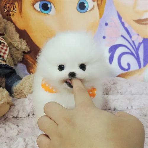 茶杯犬的来历很惨的不建议养,畸形约克夏梗茶杯犬