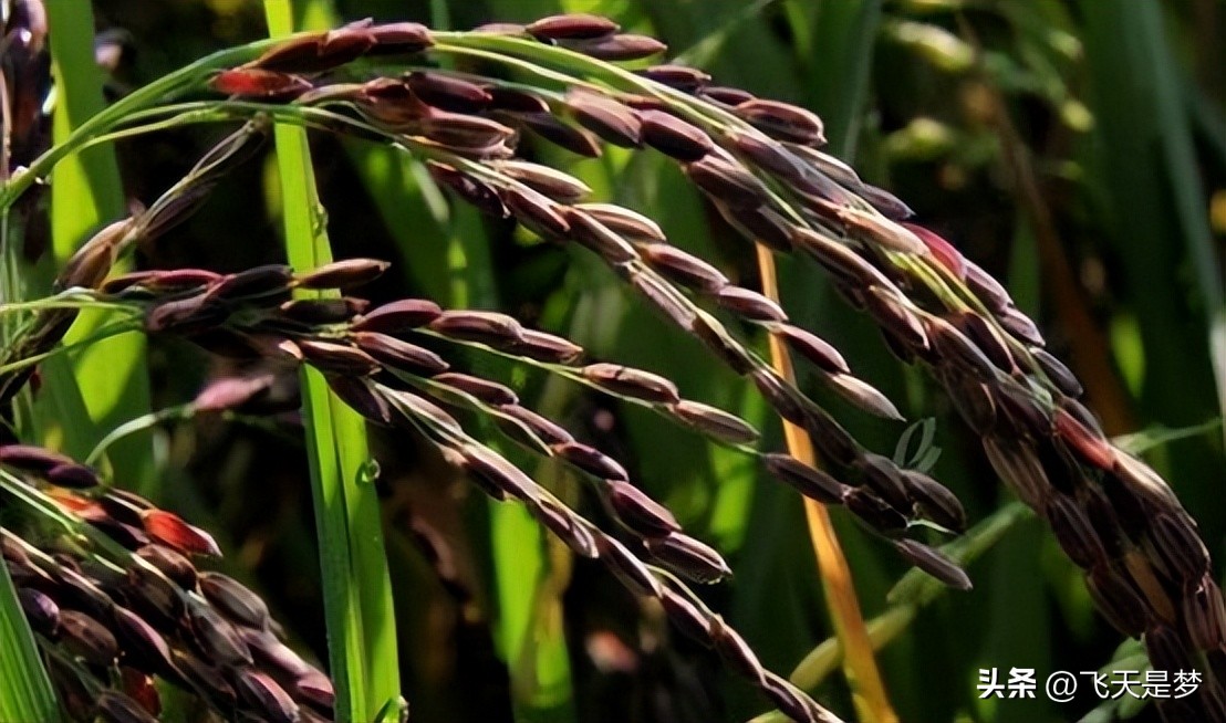 人工合成黄金米,黄金米是什么合成的能吃吗