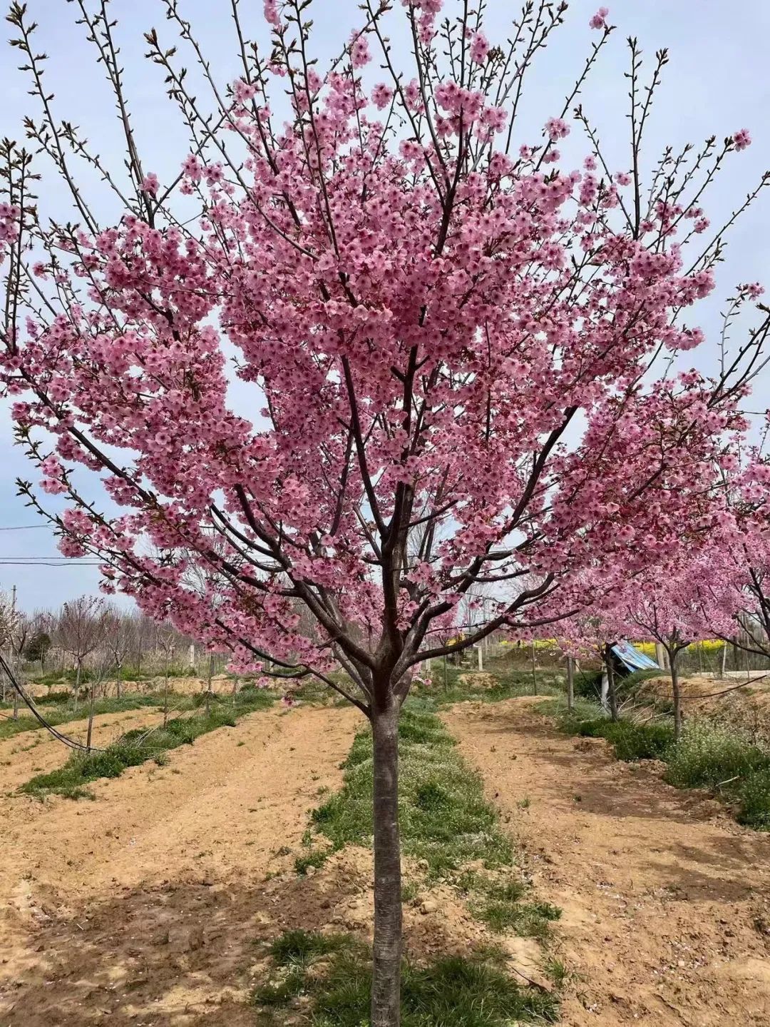 给钱就卖的苗,给钱就卖园艺