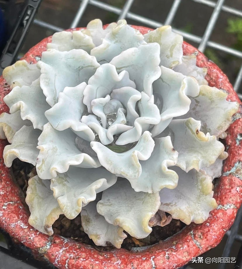 多肉饺子皮，2个品种，你喜欢哪一种？白饺子皮颜值更高！