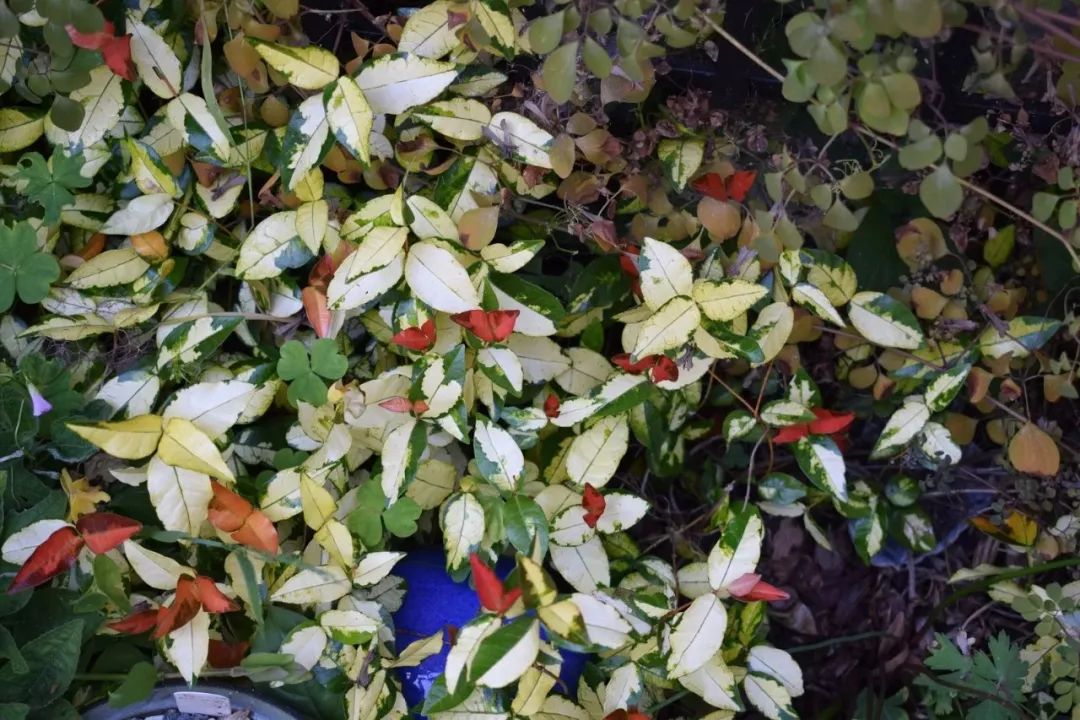 新叶看起来像三角梅的花，花叶络石真有这么好看吗？