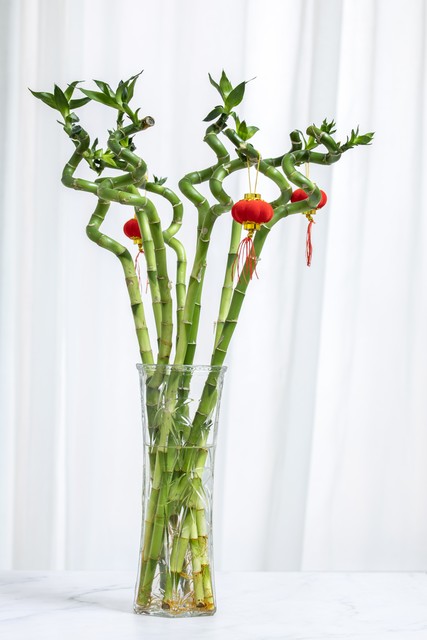 客厅外种树讲究风水吗,家里客厅窗户外适合种树吗