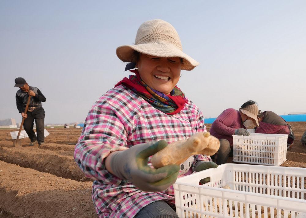 唐山生姜现状,冀东生姜之乡简介