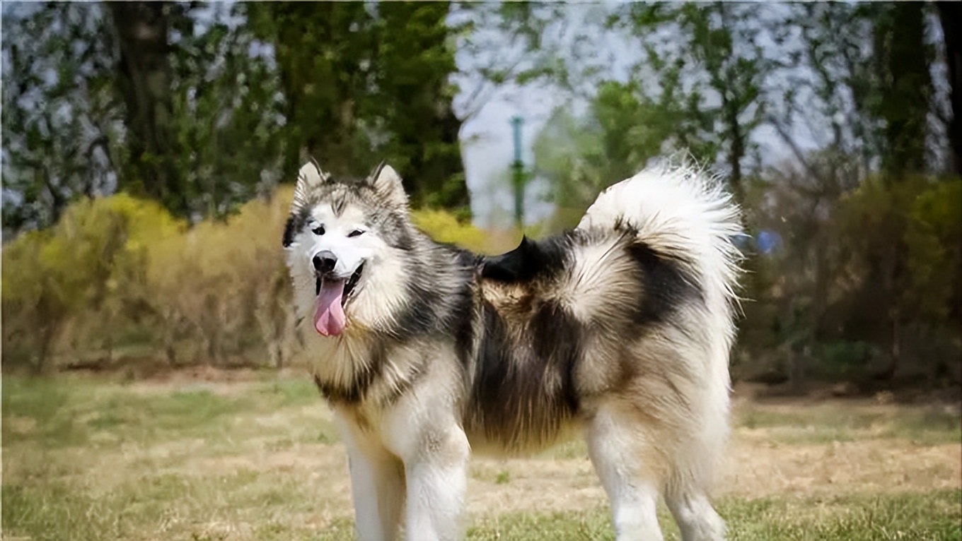 阿拉斯加犬的优缺点,熊版阿拉斯加优缺点