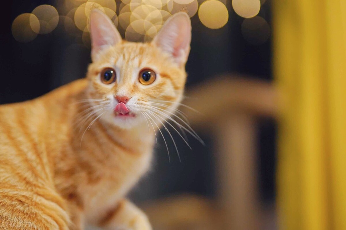 世界猫咪排行榜,世界猫咪品种有哪些