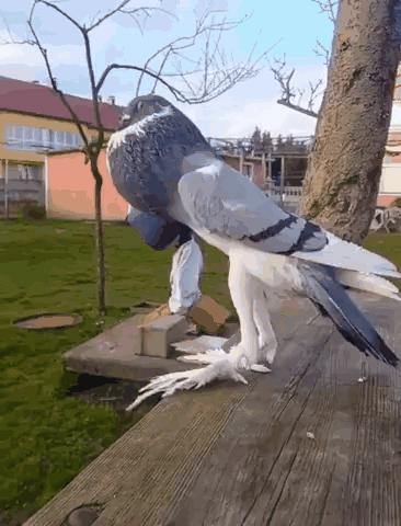 18张有趣的图,33张有趣的照片展示出奇妙的世界