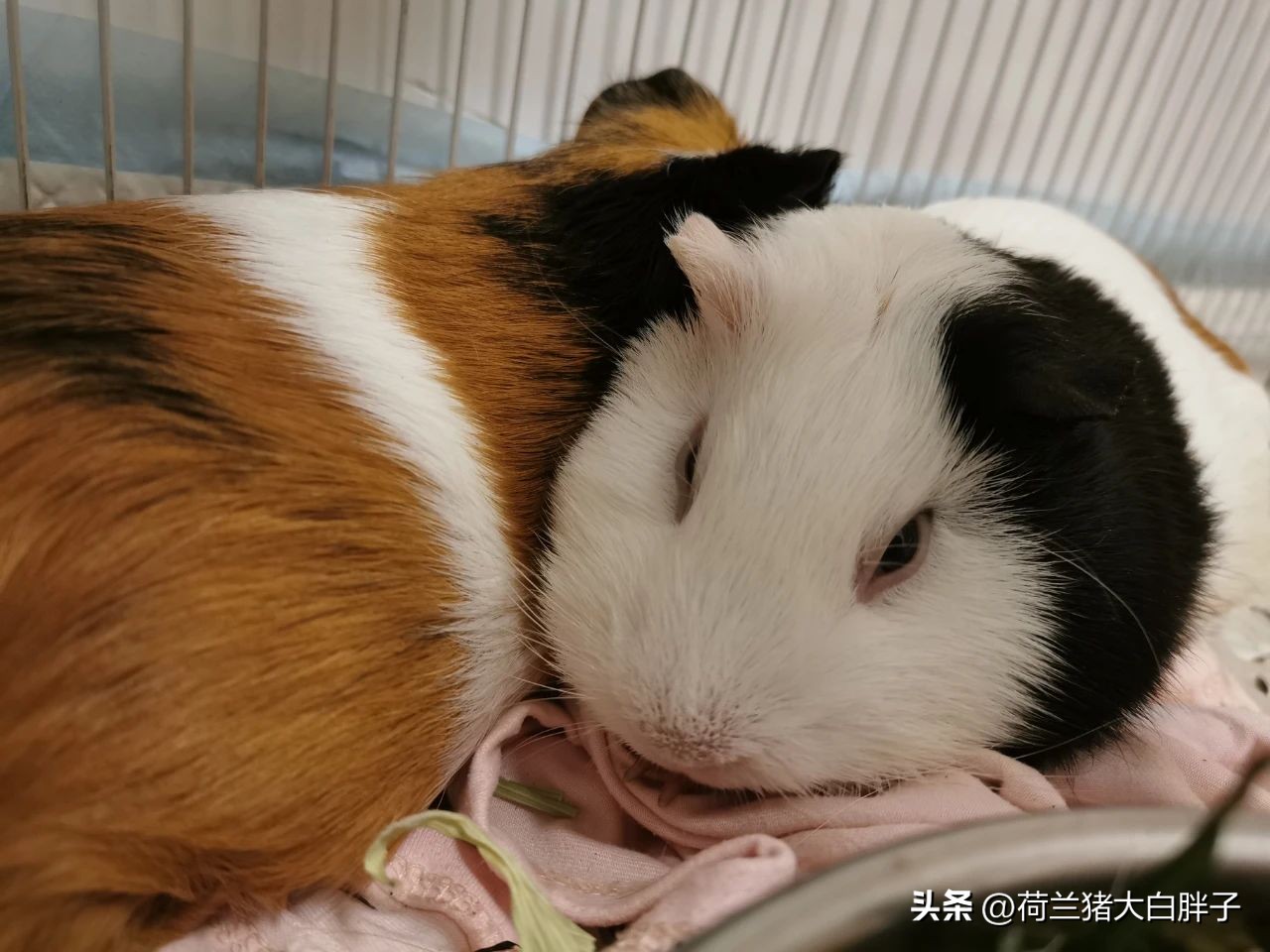 荷兰猪尿血处理方法,荷兰猪尿血了怎么办