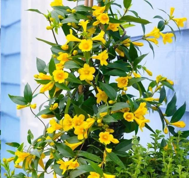 法国香水藤红色,法国香水藤毒性大吗