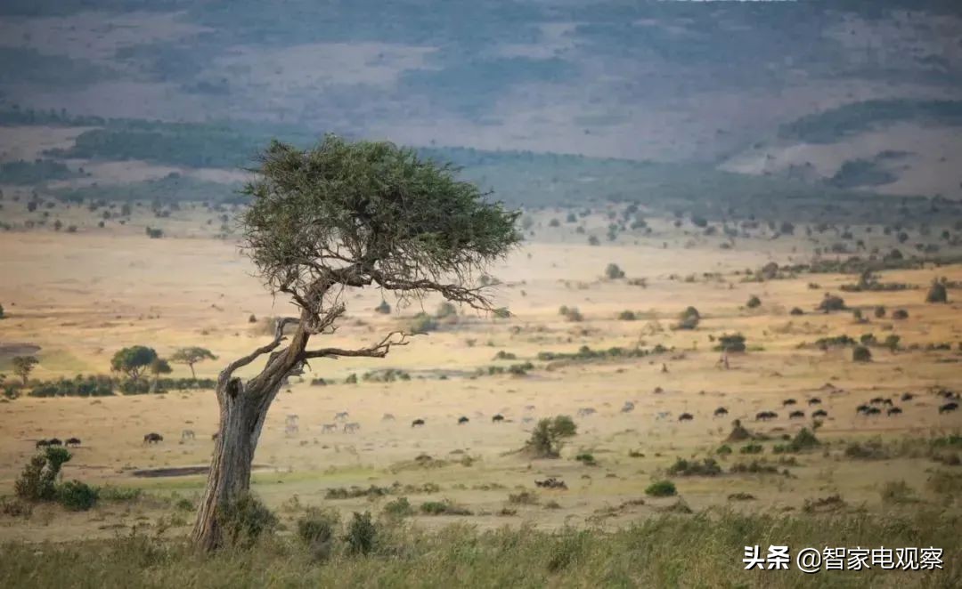 小米电视在观看过程中突然黑屏,小米电视摔了有一半黑屏了