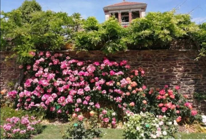 法国玫瑰花园,法国玫瑰花香沐浴露正品