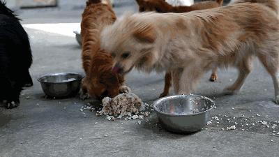 如果看到流浪狗请善待它们,遇到流浪狗请善待他们