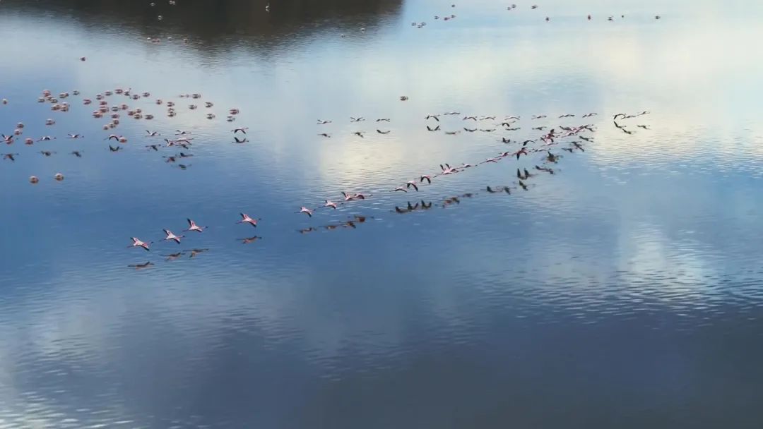 原来它们也有“性丑闻”,这片看完让我大开眼界