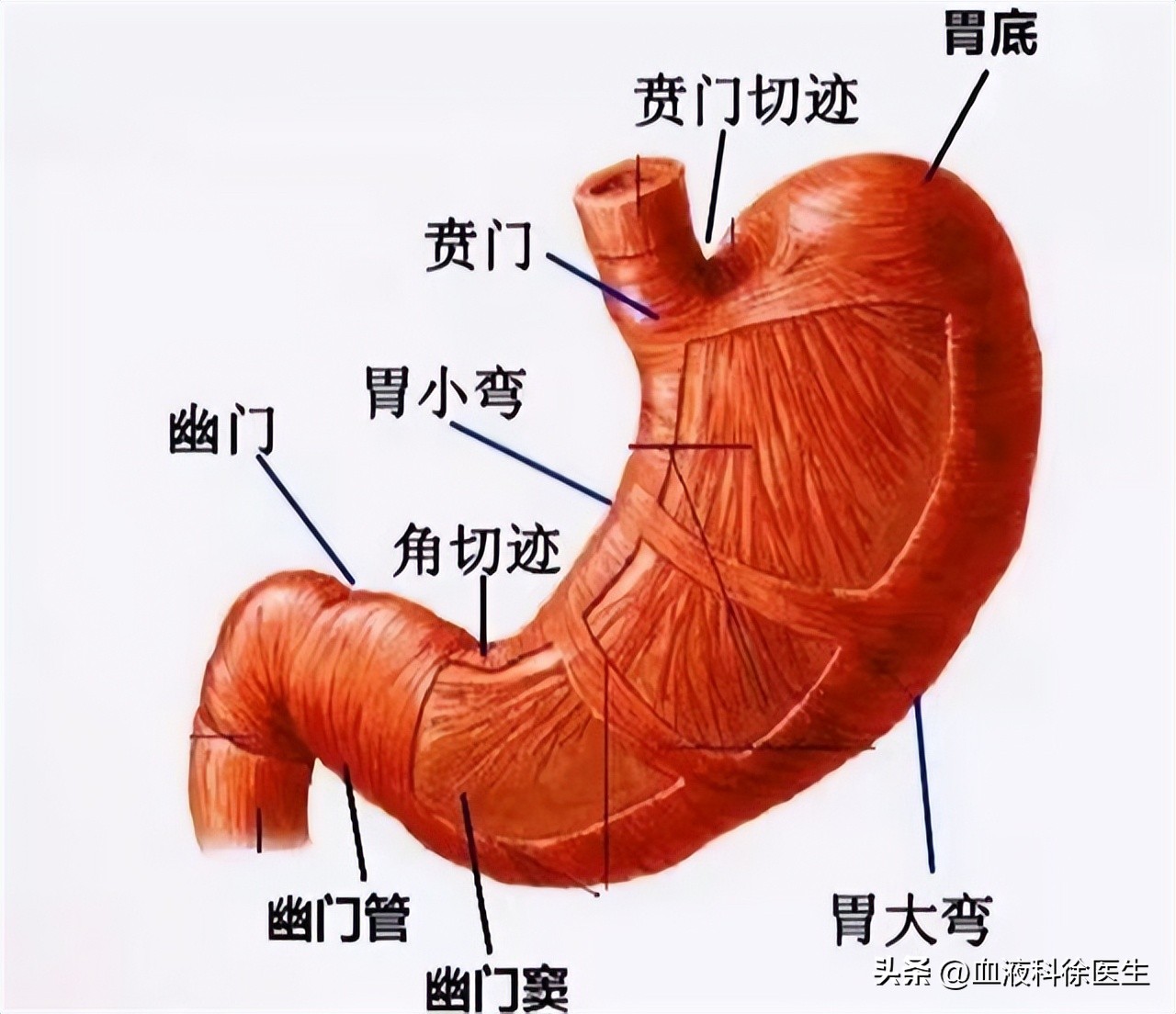 养肝护肝的早餐食谱,养肝护肝的早餐
