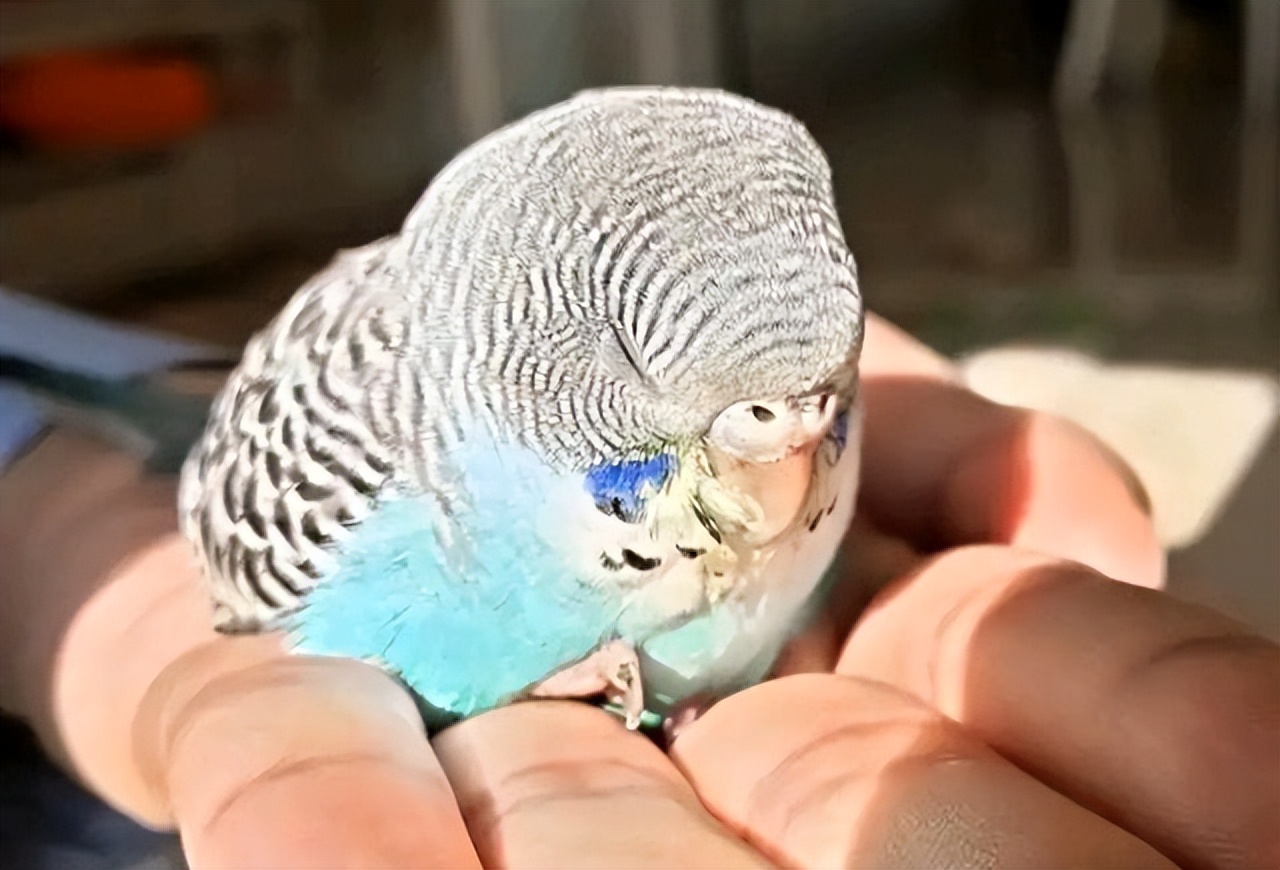 玄凤鹦鹉吃什么增重,玄凤鹦鹉怎么养增重更快