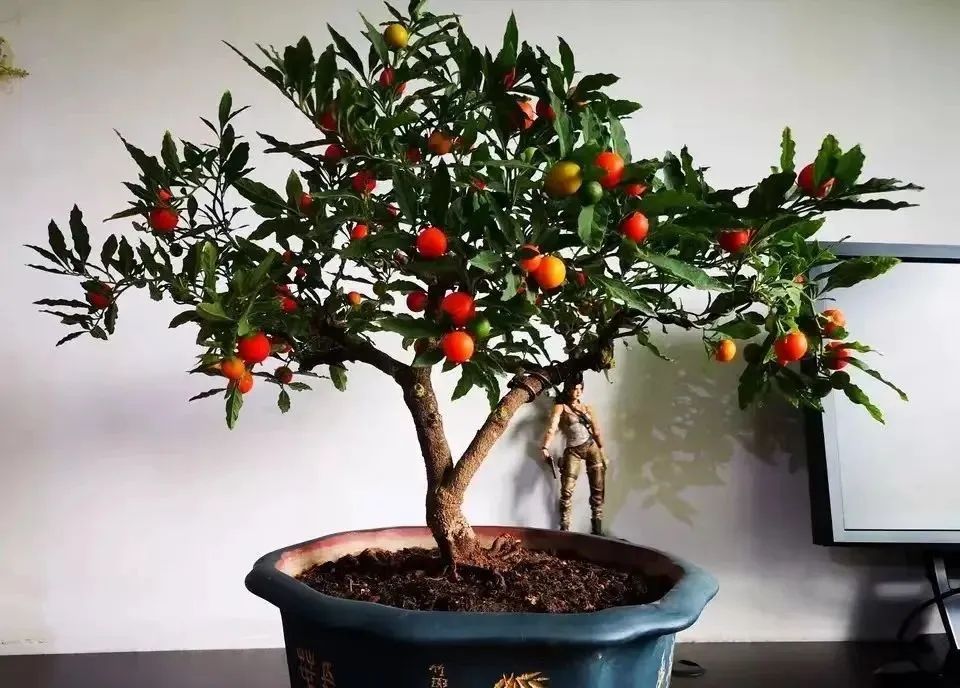 十种最毒的盆栽花,十种最毒的花不能在室内养