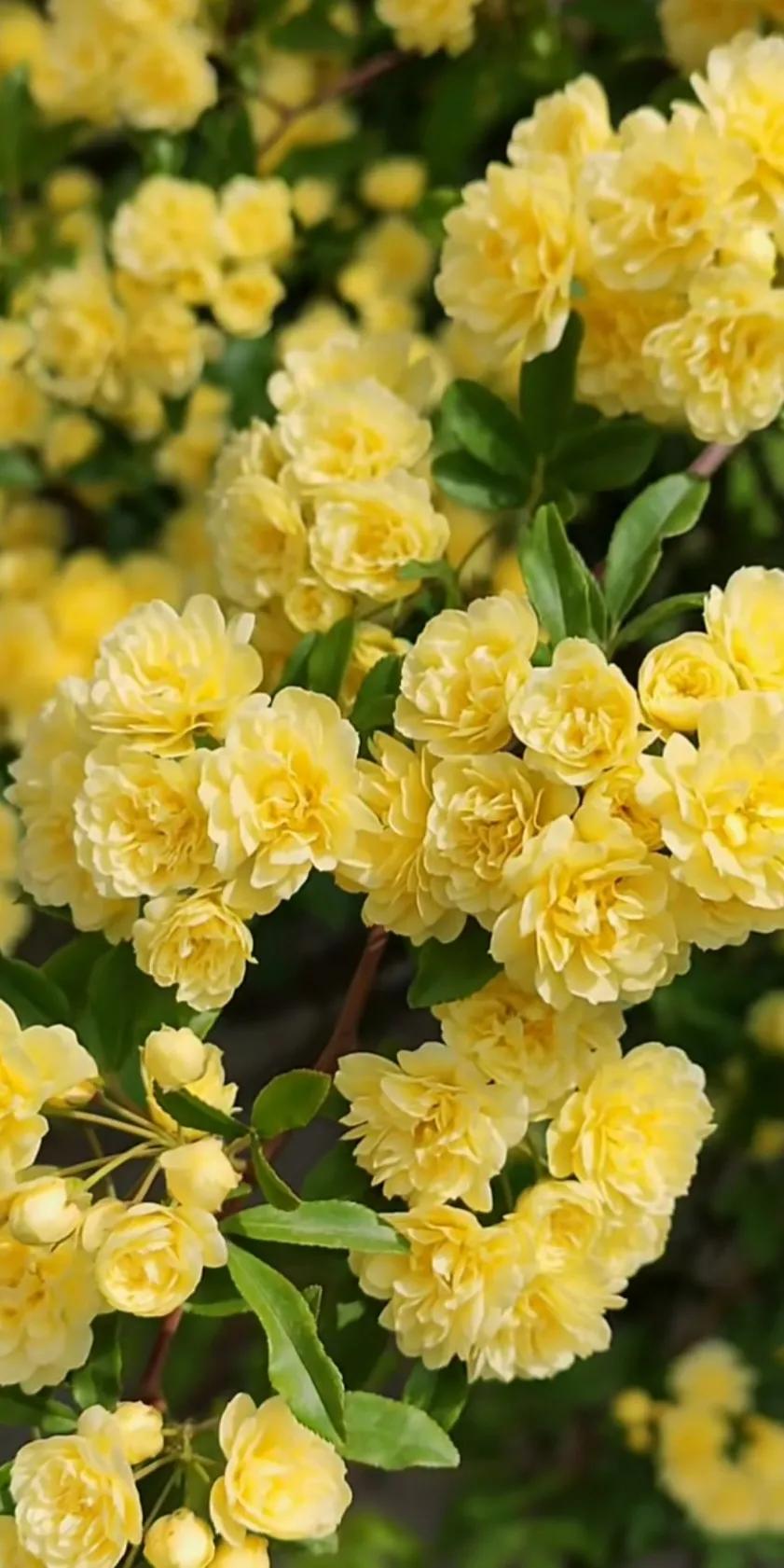 黄木香花的图片大全欣赏,怡人木香花图片欣赏