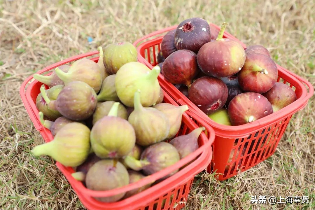 无花果的十大经典吃法,无花果的新吃法大全