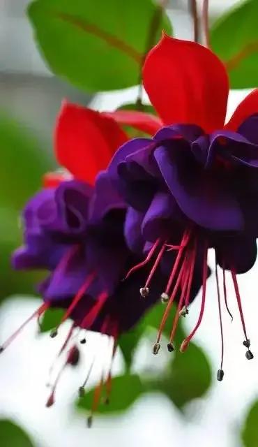 分享图片温暖大图,倒挂金钟花唯美视频