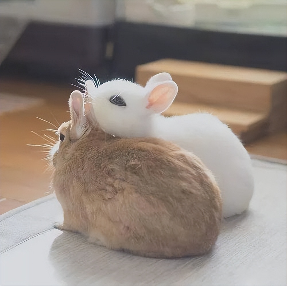 人兽真能杂交，日本批准“人兽杂交胚胎”实验，是福是祸？