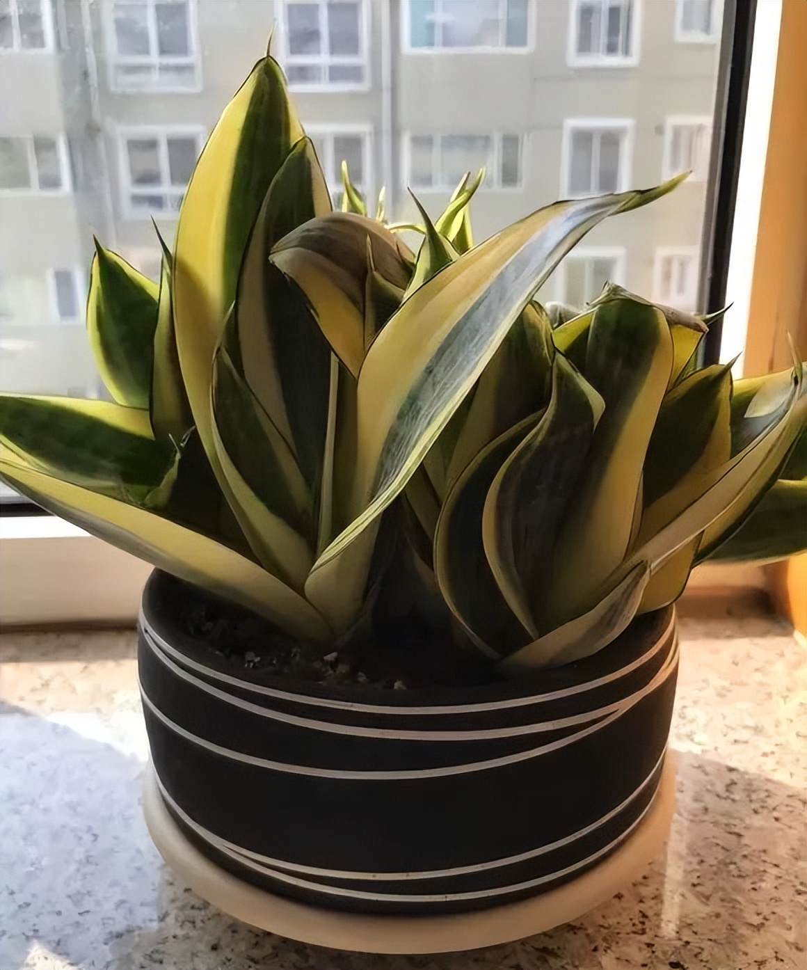 种什么蔬菜可吸甲醛,适合家庭种植的除甲醛植物