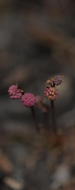 微信刷掌支付落地深圳,飞阅微信