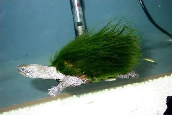 石金钱龟的风光史,涤荡起伏解释