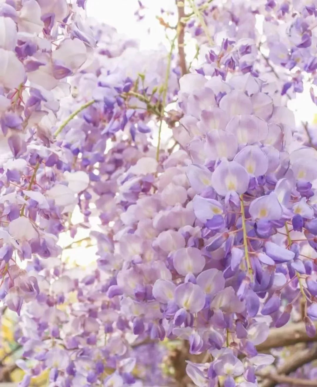 四川哪里可以采摘樱桃,成都周边摘桃攻略