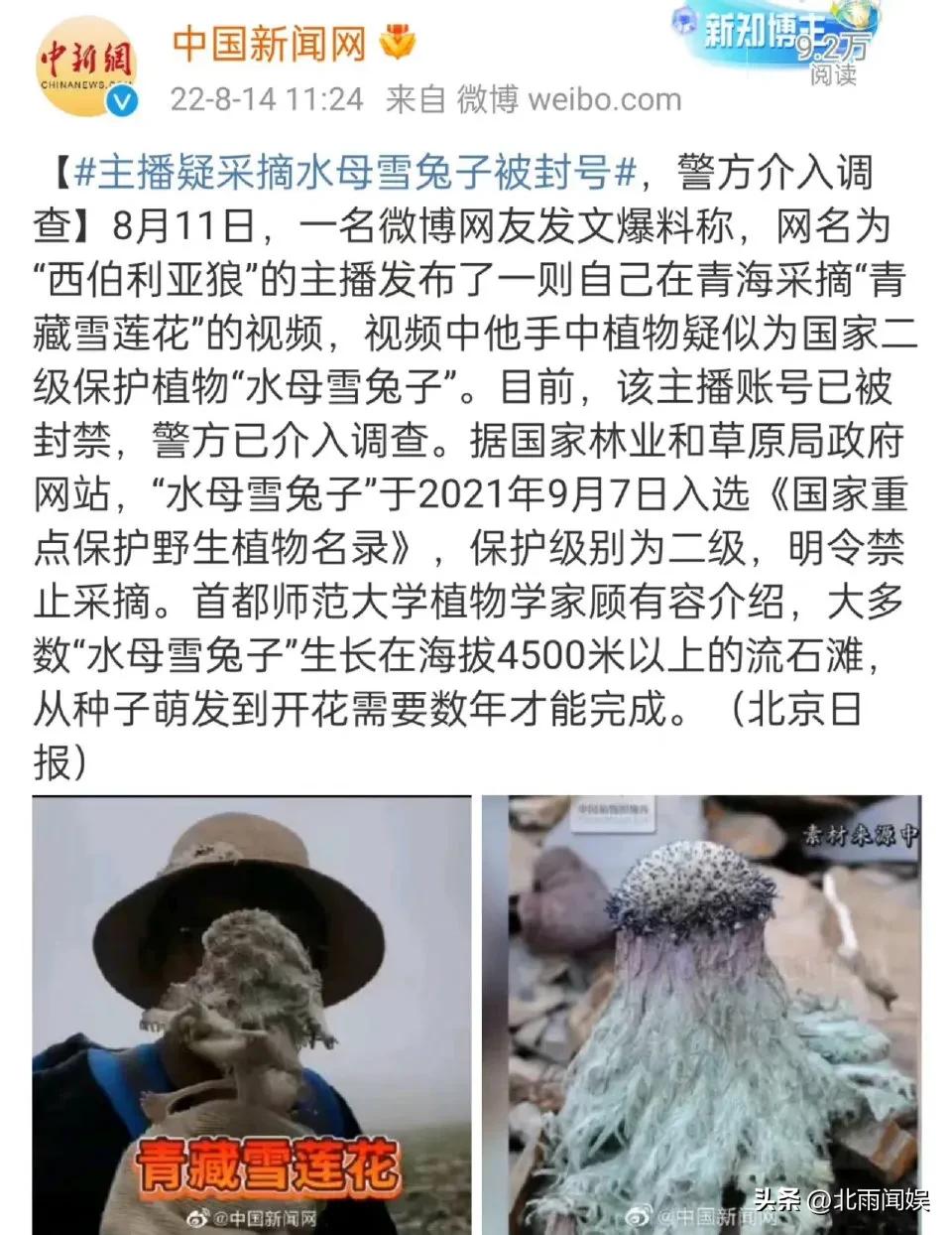 主播采摘二级保护植物“水母雪兔子”，研究员：样本都舍不得摘