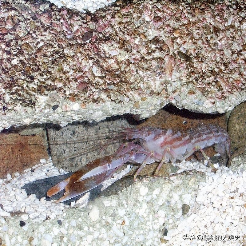 真虾总目和对虾,真虾种类