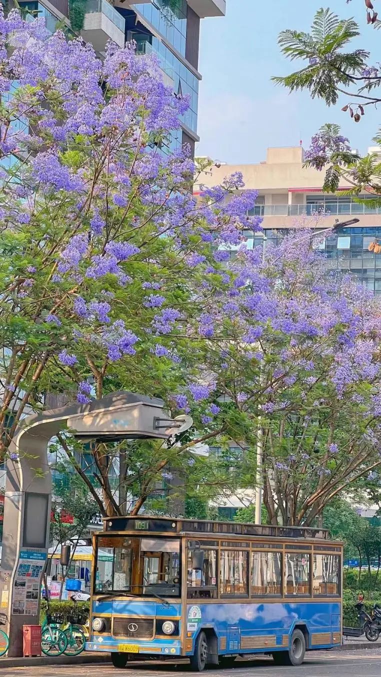 成都花花为什么火了,成都花花怎么出名的