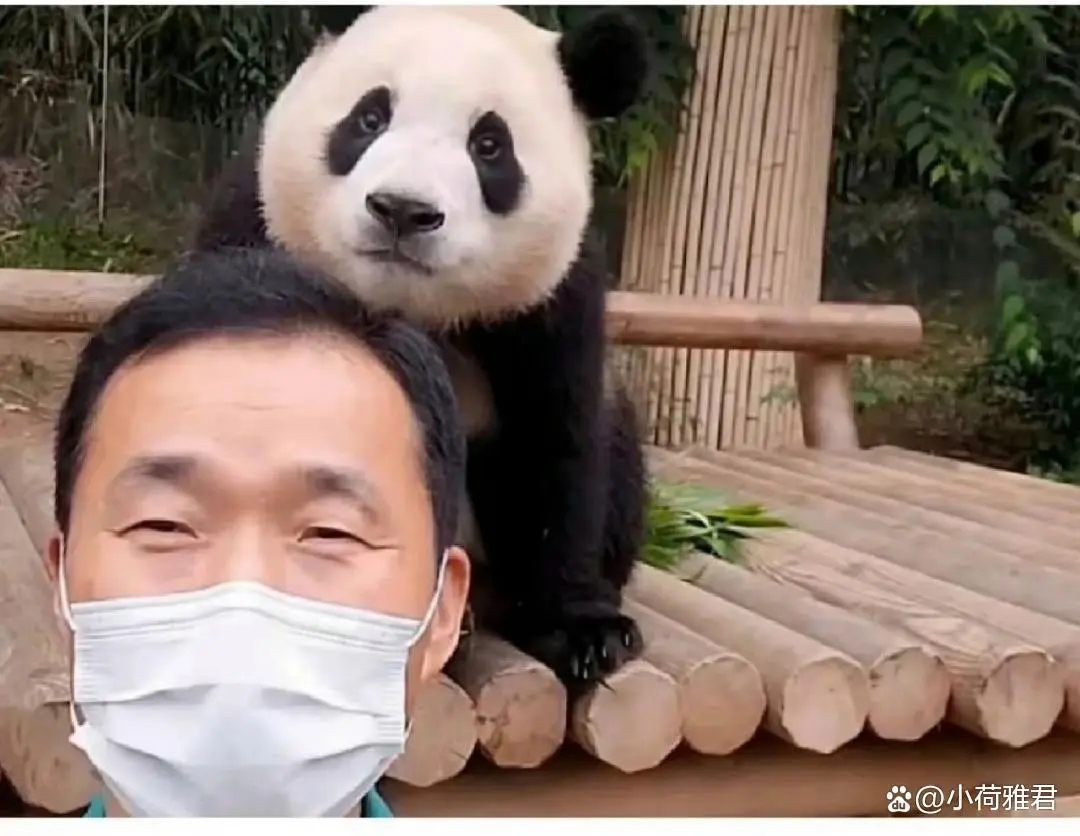 韩国爱宝乐园失火大熊猫有事吗,爱宝乐园着火了福宝一家安全了吗