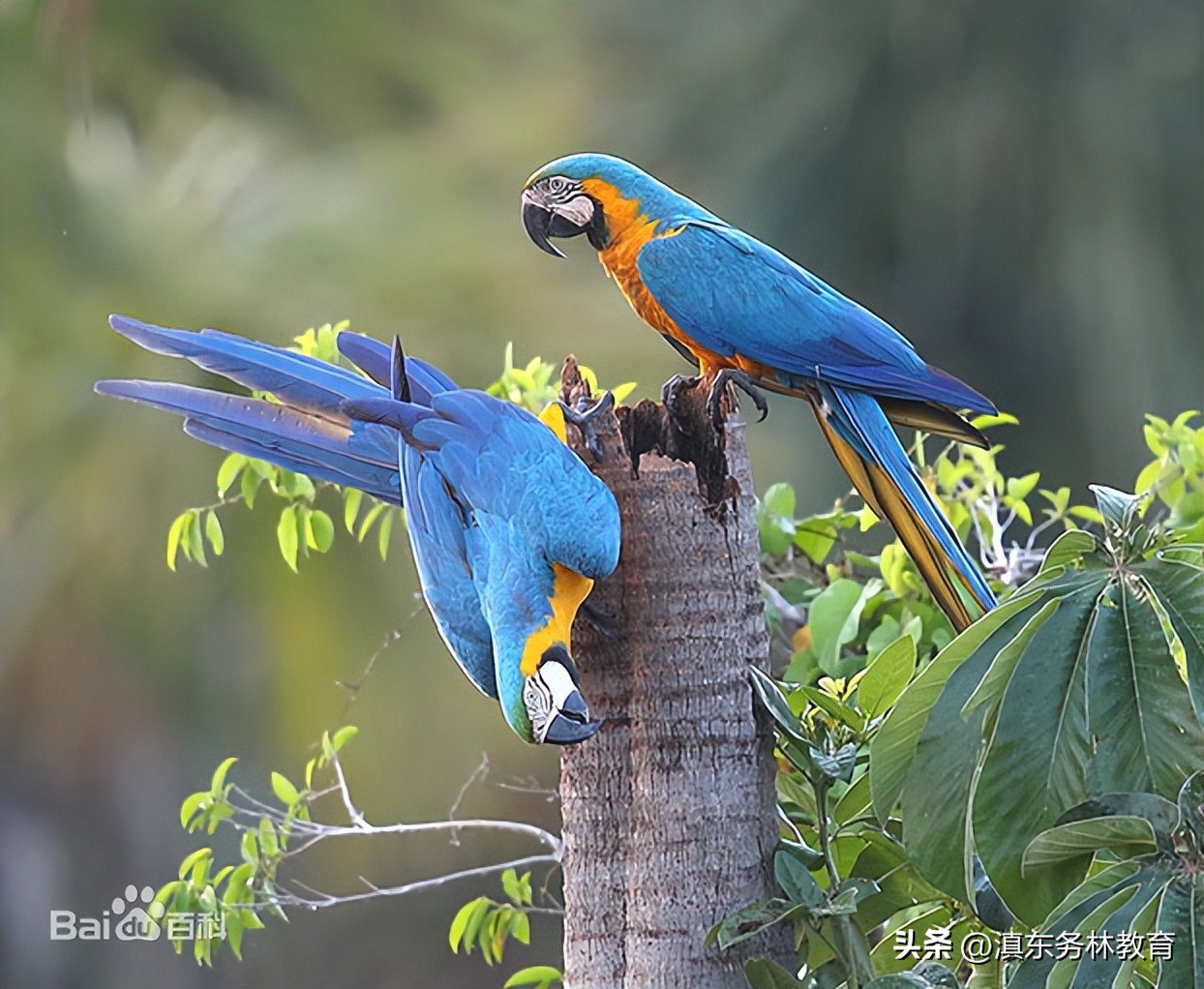 蓝黄金刚鹦鹉叫声,兰州蓝黄金刚鹦鹉