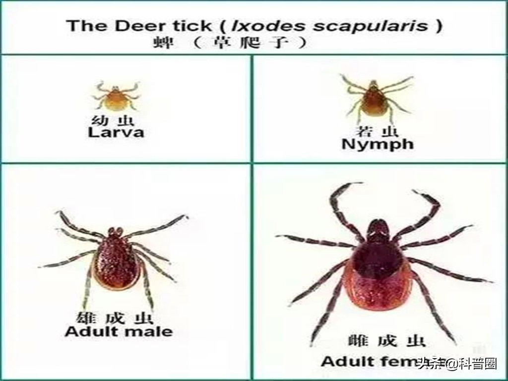 致命蜱虫,比蜱虫还可怕