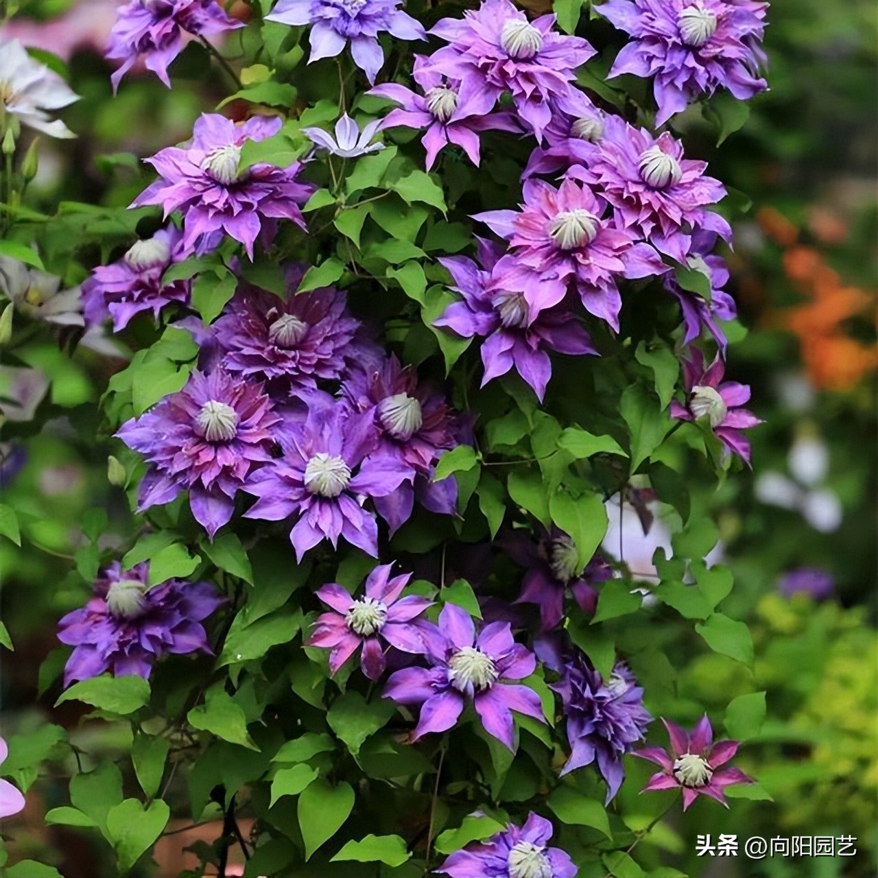 怎么才能买到品种好的铁线莲,包邮区适合种的铁线莲品种