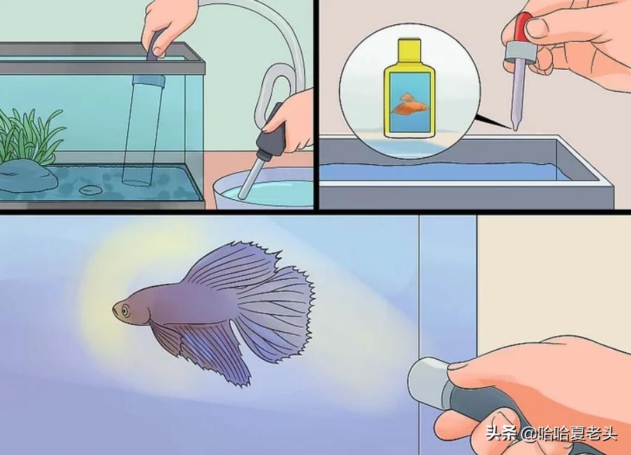 怎样拯救要死的斗鱼,怎么抢救奄奄一息的斗鱼