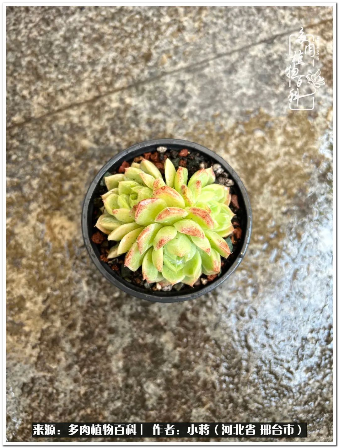 我与多肉植物之间的故事,我和多肉十二卷的故事100字