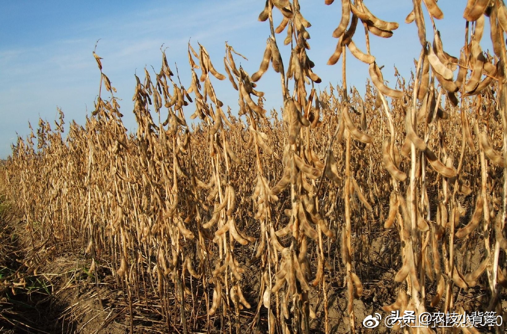 播种大豆高产期,大豆种在什么菜的田里好