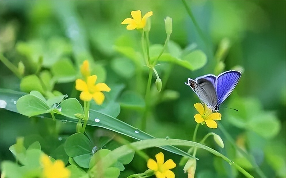 燕赵古诗词,赵建军书法作品欣赏