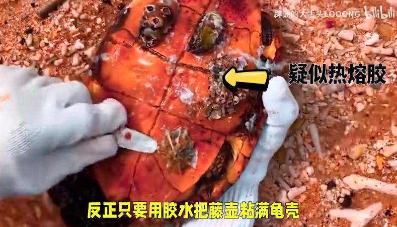 为了拯救动物我们可以做什么,为了拯救小动物牺牲自我